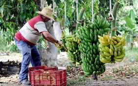 Die Finca El Cabrito betreibt seit 1991 ökologische Landwirtschaft.